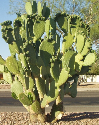 Laden with fruit